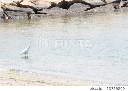 江井ケ島海岸 53759209