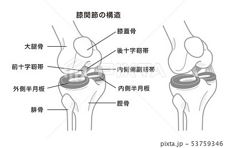 膝関節の構造 モノクロ イラストのイラスト素材