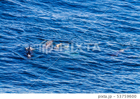 Long-Finned Pilot Whales in the Southern Atlantic Ocean Long-Finned Pilot Whales in the Southern Atlantic Ocean 53759600