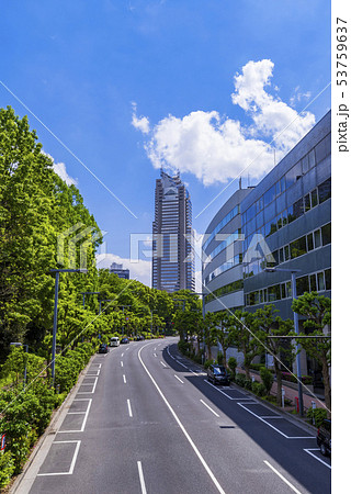 新緑の西新宿 十二社通りの風景 53759637
