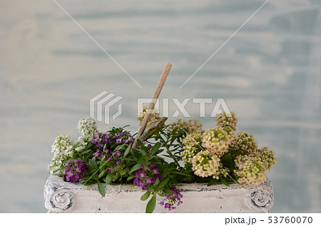 ナミアゲハの春型の羽化（羽化当日の蛹） 53760070