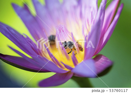 Close up Bees trying to keep nectar pollen from 53760117