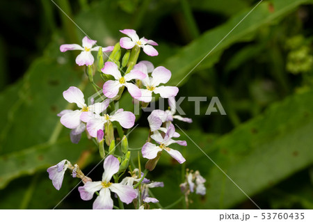 ハマダイコン 53760435