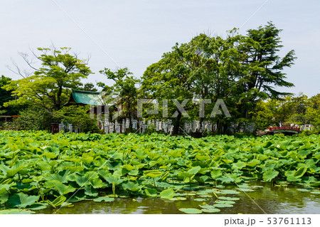 鶴岡八幡宮　源平池 53761113