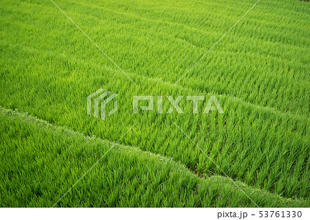 田植えの時期 田植えの時期 53761330