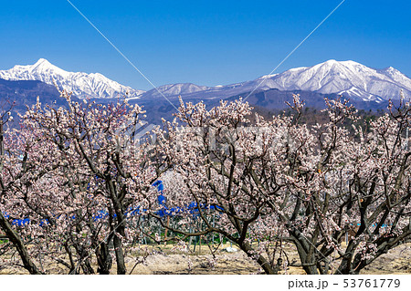 あんずの里 長野県千曲市 あんずの里 長野県千曲市 53761779