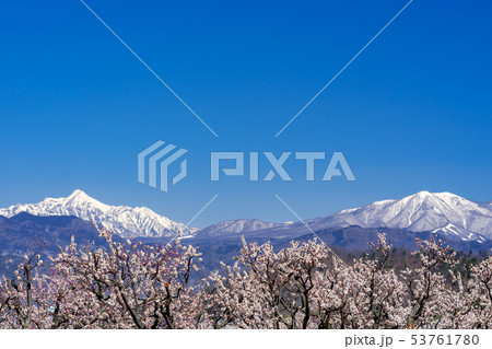 あんずの里　長野県千曲市 53761780