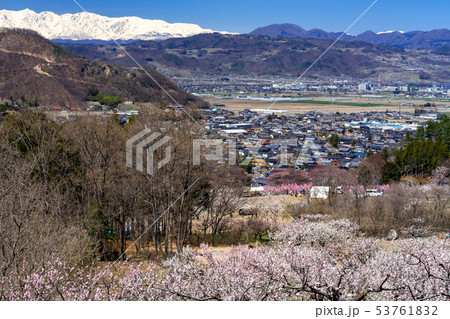 あんずの里と北アルプス　長野県千曲市 53761832