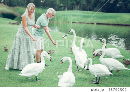Positive nice people giving food to swans 53762302