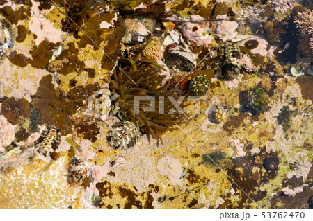 イソギンチャク 53762470