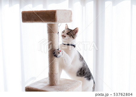 キャットタワーで遊ぶ猫 53762804