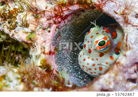 モンツキカエルウオの写真素材