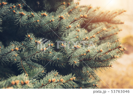 Spruce tree branches. Spruce tree branches. 53763046
