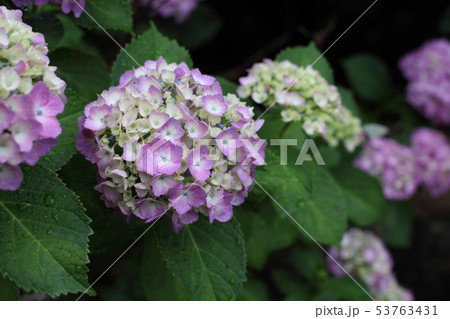 雨のやみまのアジサイ 53763431