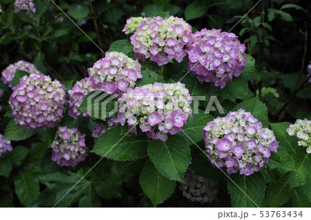 雨のやみまのアジサイ 雨のやみまのアジサイ 53763434