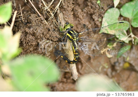 ヤブヤンマ♀産卵 53765963