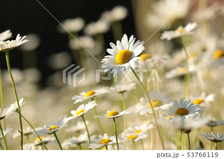 Daisies on a spring meadow at sunset Daisies on a spring meadow at sunset 53766119