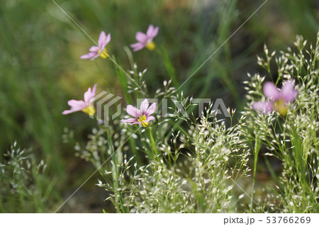 かわいいニワゼキショウの花と雑草コスズメガヤが何だかきれい...1 53766269
