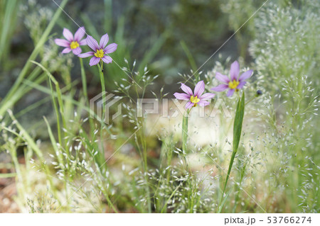 かわいいニワゼキショウの花と雑草カゼグサが何だかきれい 3の写真素材