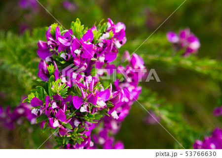 polygala myrtifolia blossom polygala myrtifolia blossom 53766630
