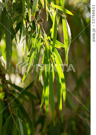 Green tree branches of agonis flexuosa in garden in the spring day Green tree branches of agonis flexuosa in garden in the spring day 53766631