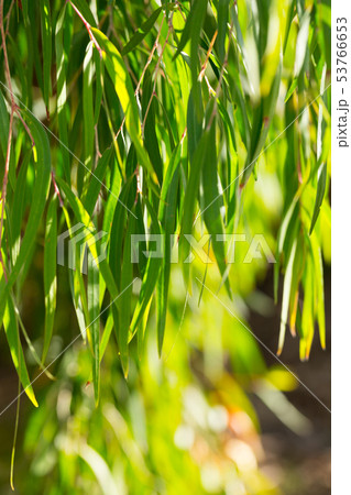 Green tree branches of agonis flexuosa in sunny garden at summer day 53766653