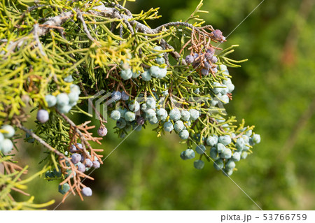 California juniper fruits California juniper fruits 53766759