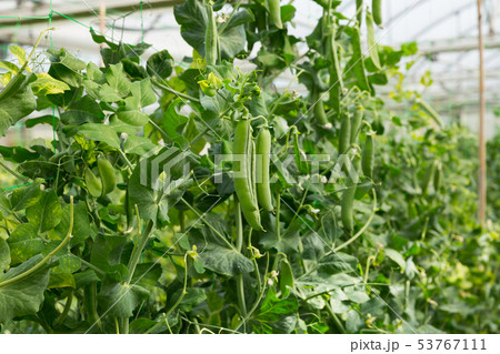 Green peas growing in hothouse Green peas growing in hothouse 53767111