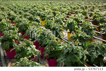 Flowers of tomato seedlings 53767113