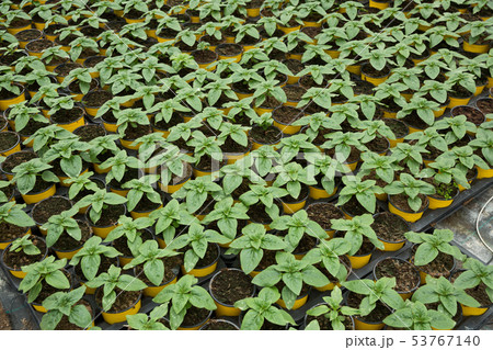 Seedlings of spearmint growing in pots in sunny greenhouse 53767140
