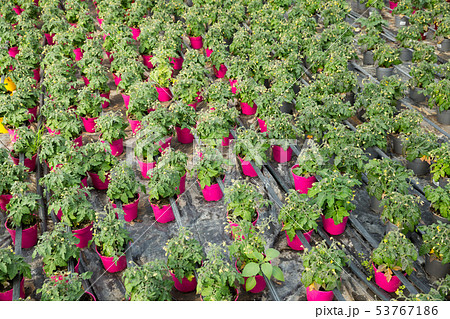 Flowering tomato seedlings Flowering tomato seedlings 53767186