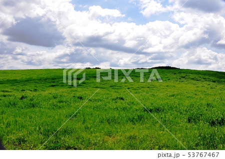 初夏の牧場 53767467