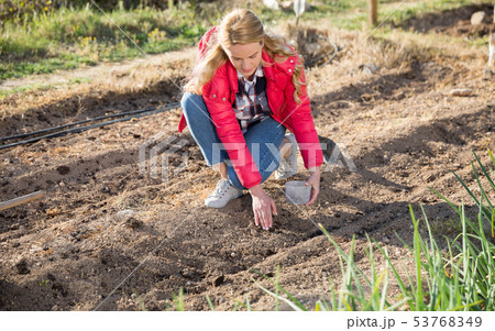 Woman planting young seeds in her organic plantation Woman planting young seeds in her organic plantation 53768349