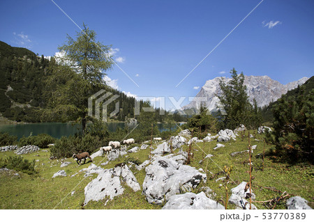 Herd of sheep at mountain lake Seebensee     53770389