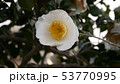 椿 53770995