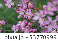 山桜桃梅(ユスラウメ) 53770999