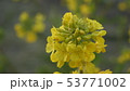菜花 53771002