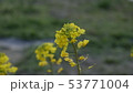 菜の花 53771004