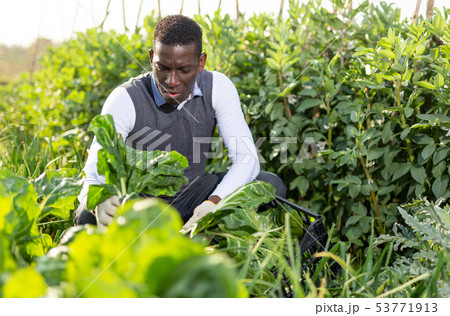 Male harvesting chard plants 53771913