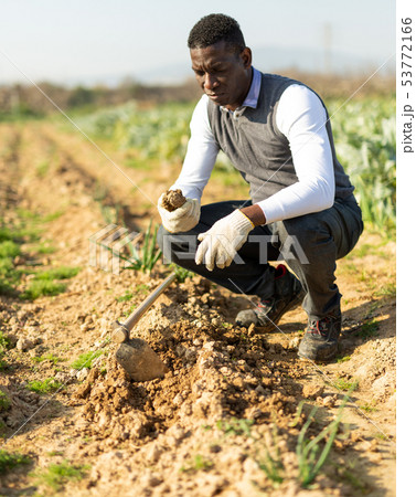 Man examining soil in kitchen garden Man examining soil in kitchen garden 53772166