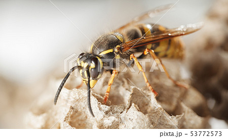 Paper wasp in vespiary 53772573
