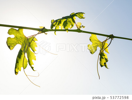 Growing leaves of vine Growing leaves of vine 53772598
