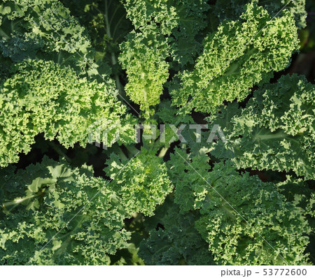 Central leaves of kale cabbage 53772600