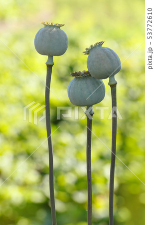 Ripe poppy heads 53772610