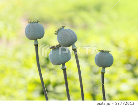Four poppy seed pods 53772612