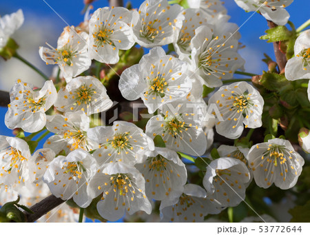 Orchard flowers bunch Orchard flowers bunch 53772644