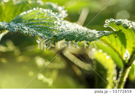 Drops on strawberry leaf Drops on strawberry leaf 53772659