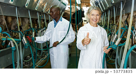 Two workers near milking line 53773835