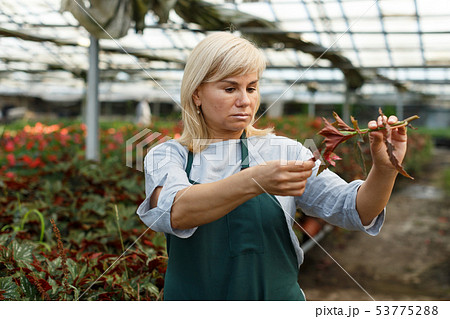 Mature female florist in apron with scissors working with begonia plants Mature female florist in apron with scissors working with begonia plants 53775288