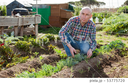 Male farmer checking plants 53775720